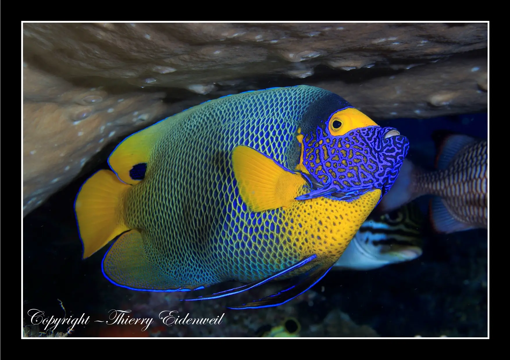 Anilao Macro Dive Media Highlight